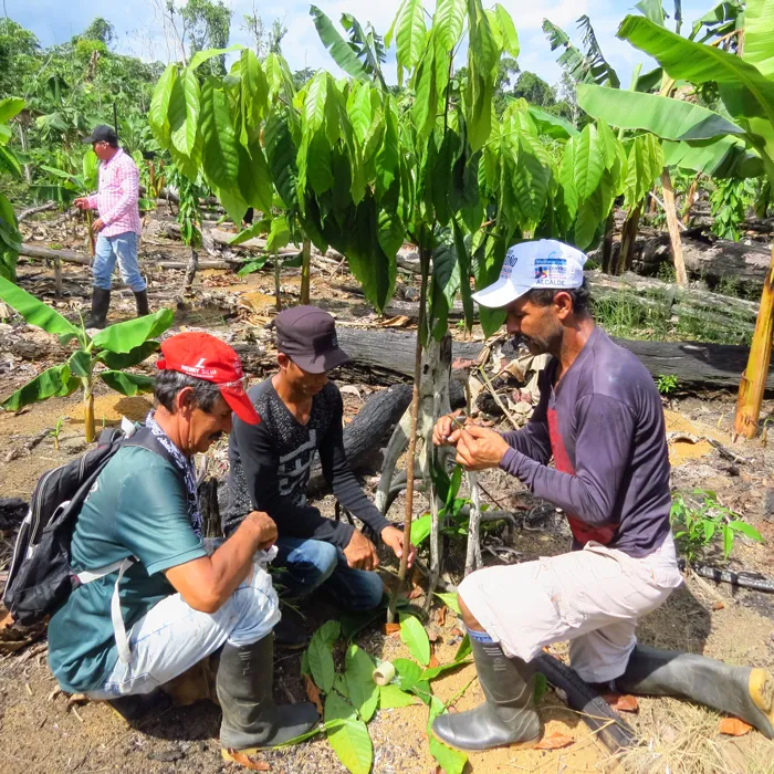 Capacitaciones en cultivo de cacao